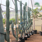Pachycereus webery